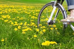 10501046-Весна-лугу-с-цветущими-одуванчиками-и-велосипед.jpg